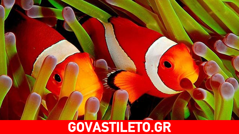 Τα ζώδια που τολμούν να δοκιμάσουν νέες καταστάσεις